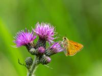 Rostfarbiger Dickkopffalter